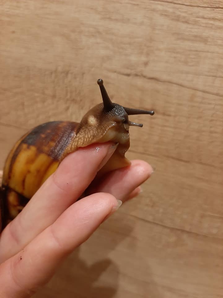 Archachatina marginata egregia two-tone .