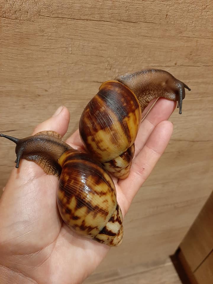 Archachatina marginata egregia  Cameroon F2