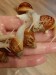 Lissachatina fulica hamillei albino body kus 50Kč , při více kusech sleva